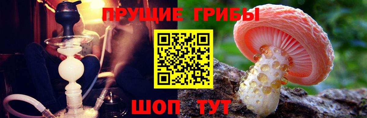 дарнет шоп  Псилоцибиновые грибы мухоморы  Вход с VPN  Мурино 
